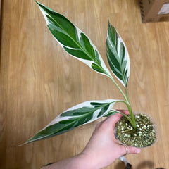 Musa spp. 'Florida' (Variegated Banana Tree) - The Plant Lady SF