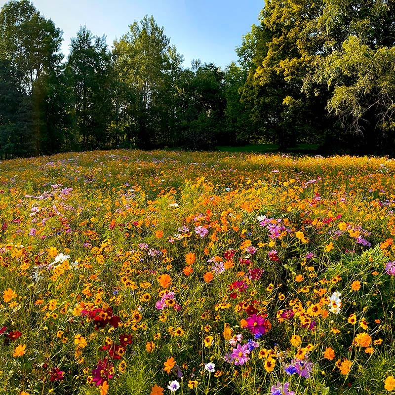 Value Bulk Wildflower Seed Mix|Value Bulk Wildflower Seed Mix