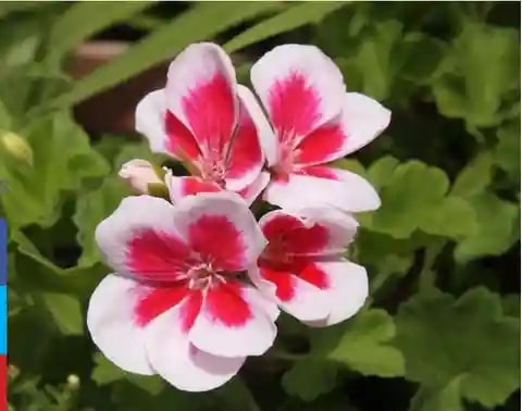Red White Geranium Flower Seeds for Planting – Heirloom, Non-GMO, High Germination Organic Garden Seeds