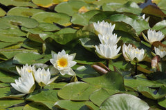 Wholesale Odorata Hardy Waterlily 'American White Waterlily' - Pond Megastore