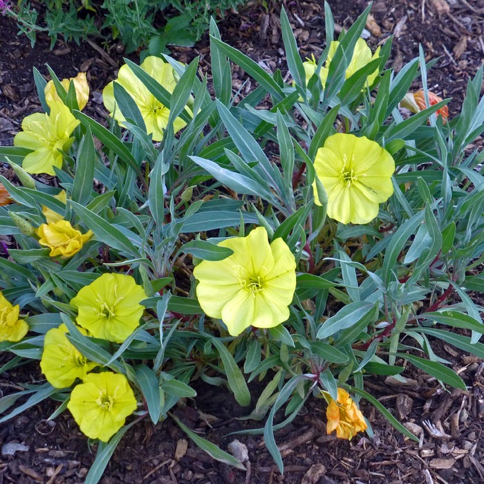 Dwarf Silver Evening Primrose|Dwarf Silver Evening Primrose, Oenothera macrocarpa Dwarf Silver