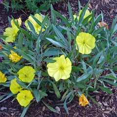Dwarf Silver Evening Primrose|Dwarf Silver Evening Primrose, Oenothera macrocarpa Dwarf Silver
