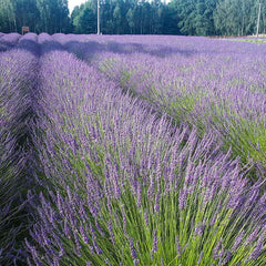 Phenomenal® Lavender|Lavandula intermedia Phenomenal® PP24193 (French Lavender)