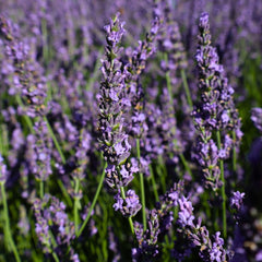 Close-up of Phenomenal lavender purple flower spikes with buzzing pollinators, showing rich color and summer fragrance.