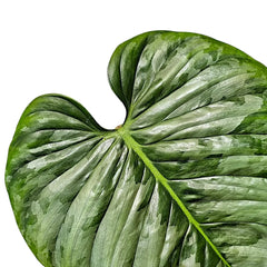Philodendron sodiroi leaf detail on white background.