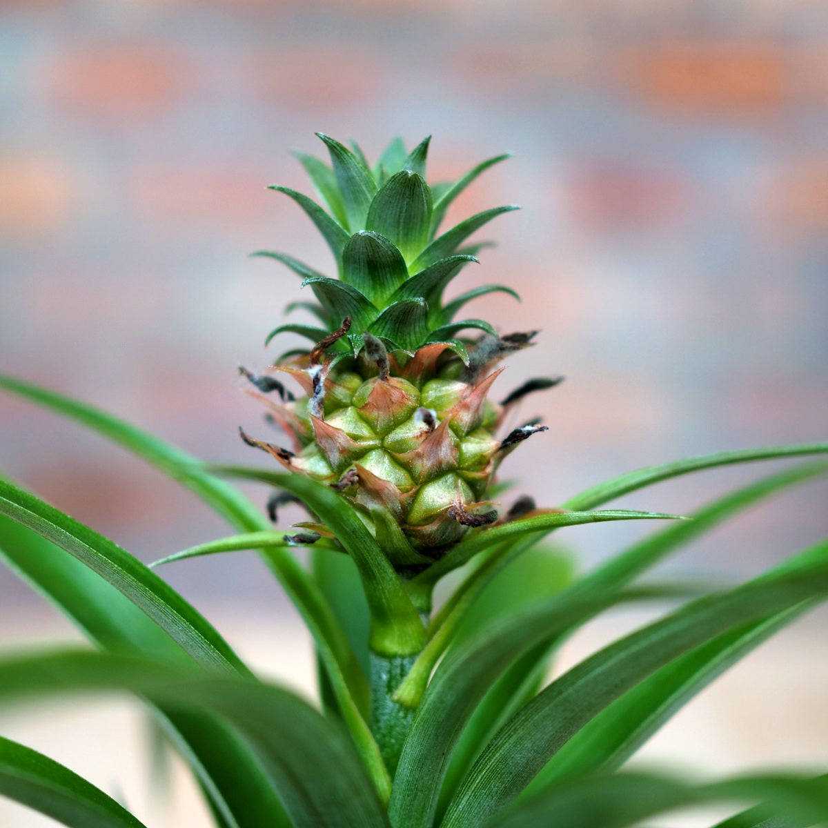 Pineapple Plant - Shop Online!