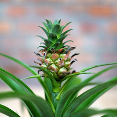 Pineapple Plant - Shop Online!