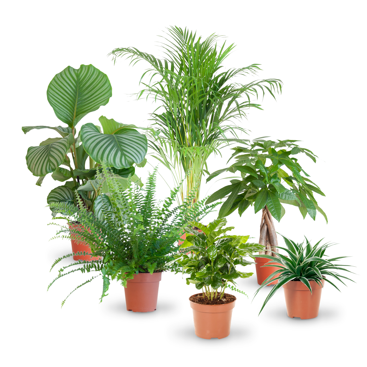 Plantura Set mit katzenfreundlichen Zimmerpflanzen