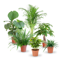 Plantura Set mit katzenfreundlichen Zimmerpflanzen