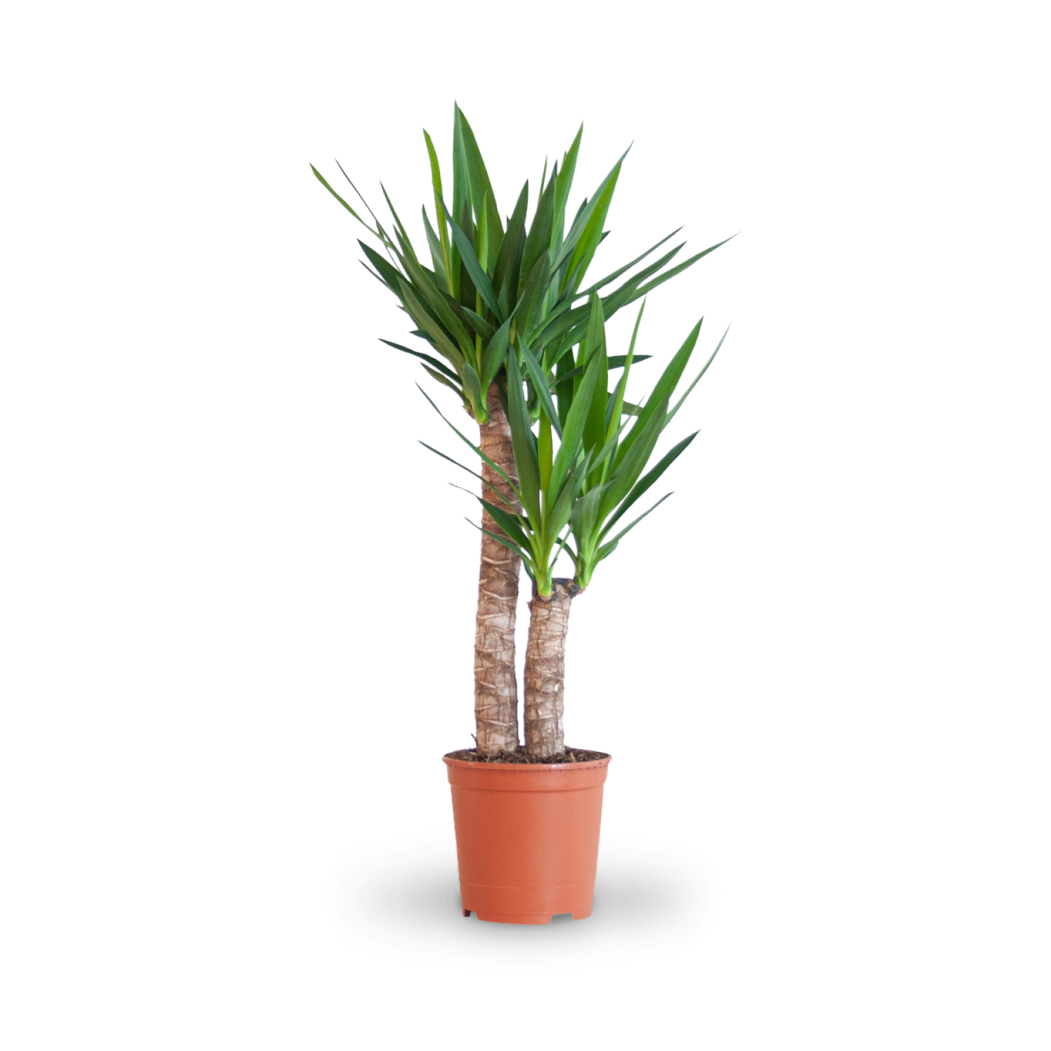 Plantura Riesen-Palmlilie