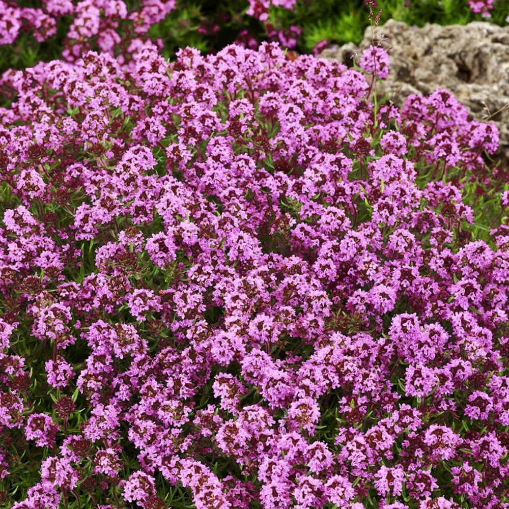 Close-up of red creeping thyme flowers showing vibrant magenta-red blooms over tiny aromatic leaves in early summer