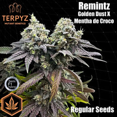 Remintz© semi f1 reg terpyz mutant genetics hybrid cannabis