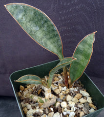 Sansevieria concinna 'Lake Sibaya'