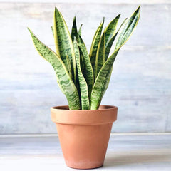 Sansevieria Trifasciata