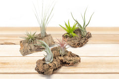 small table top cork bark displays with tillandsia air plants