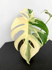 Monstera deliciosa Variegata albo "Half Moon" (3 leaves)
