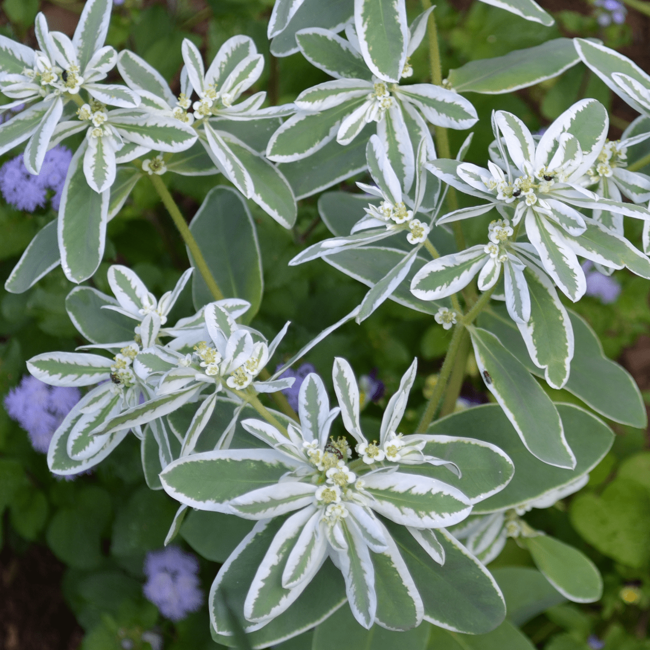 Snow - on - the - Mountain Seeds (Euphorbia marginata) - Monticello Shop