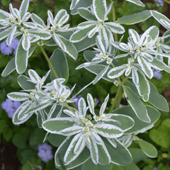 Snow - on - the - Mountain Seeds (Euphorbia marginata) - Monticello Shop