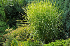Ziergras Miscanthus sinensis 'Strictus' Zebraschilf im XXL Topf, Stauden Gänge, dekoratives Ziergras in großem Topf.