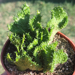 Euphorbia Flanaganii f. Cristata 'Coral Cactus' - 4 Inch Assorted - Cactus - DesertScapeSucculent