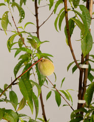 Multi-Fruit Peach Tree