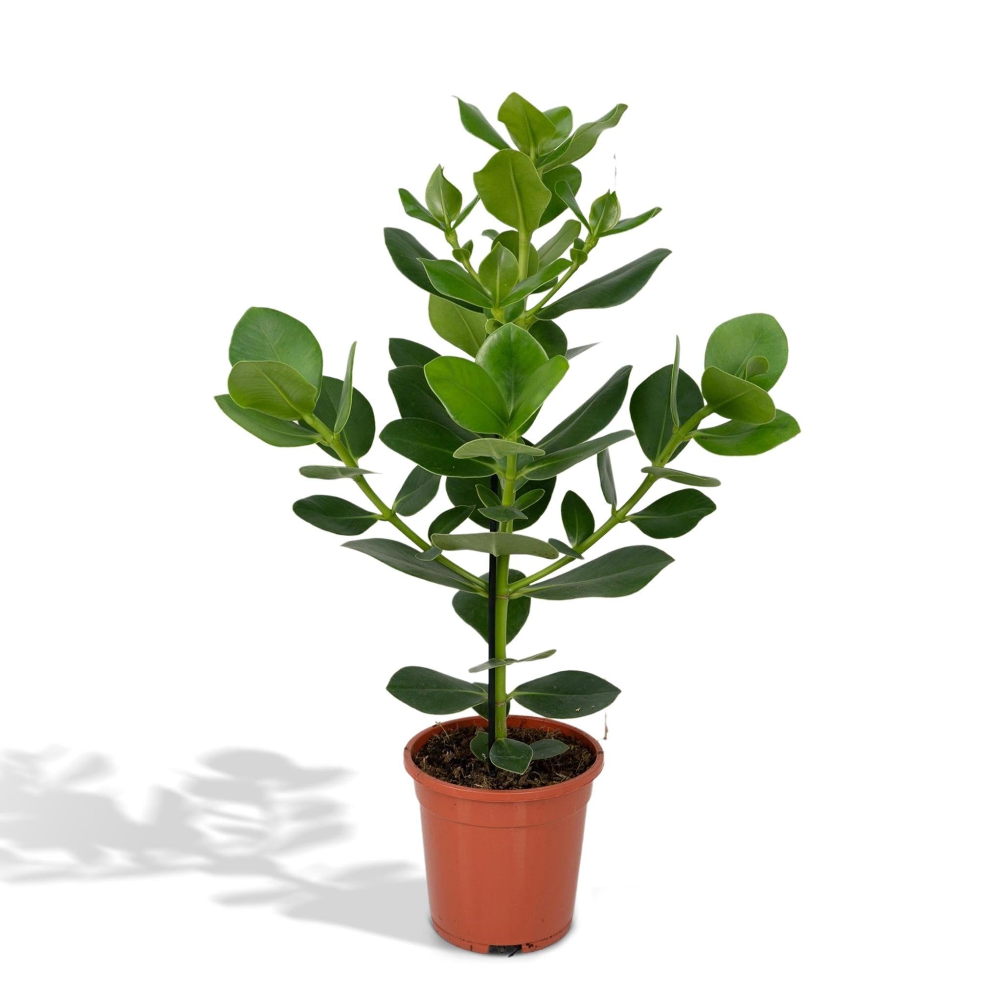 Clusia Rosea Princess (Autograph Tree) ↑ 60 cm