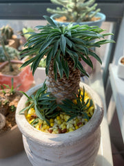 Real Live Succulent Cactus Plant : Euphorbia Bupleurifolia 'Pine Cone Plant' Large Size