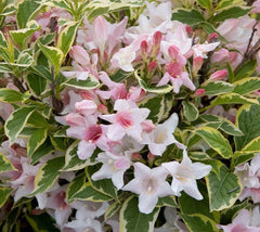 Variegated Weigela weigela florida " variegata "