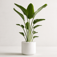 White Bird of Paradise (Strelitzia Nicolai) - Plantology USA - Grower's Pick 5 - 6 Feet
