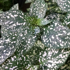 White polka dot plants have white spots on dark green leaves