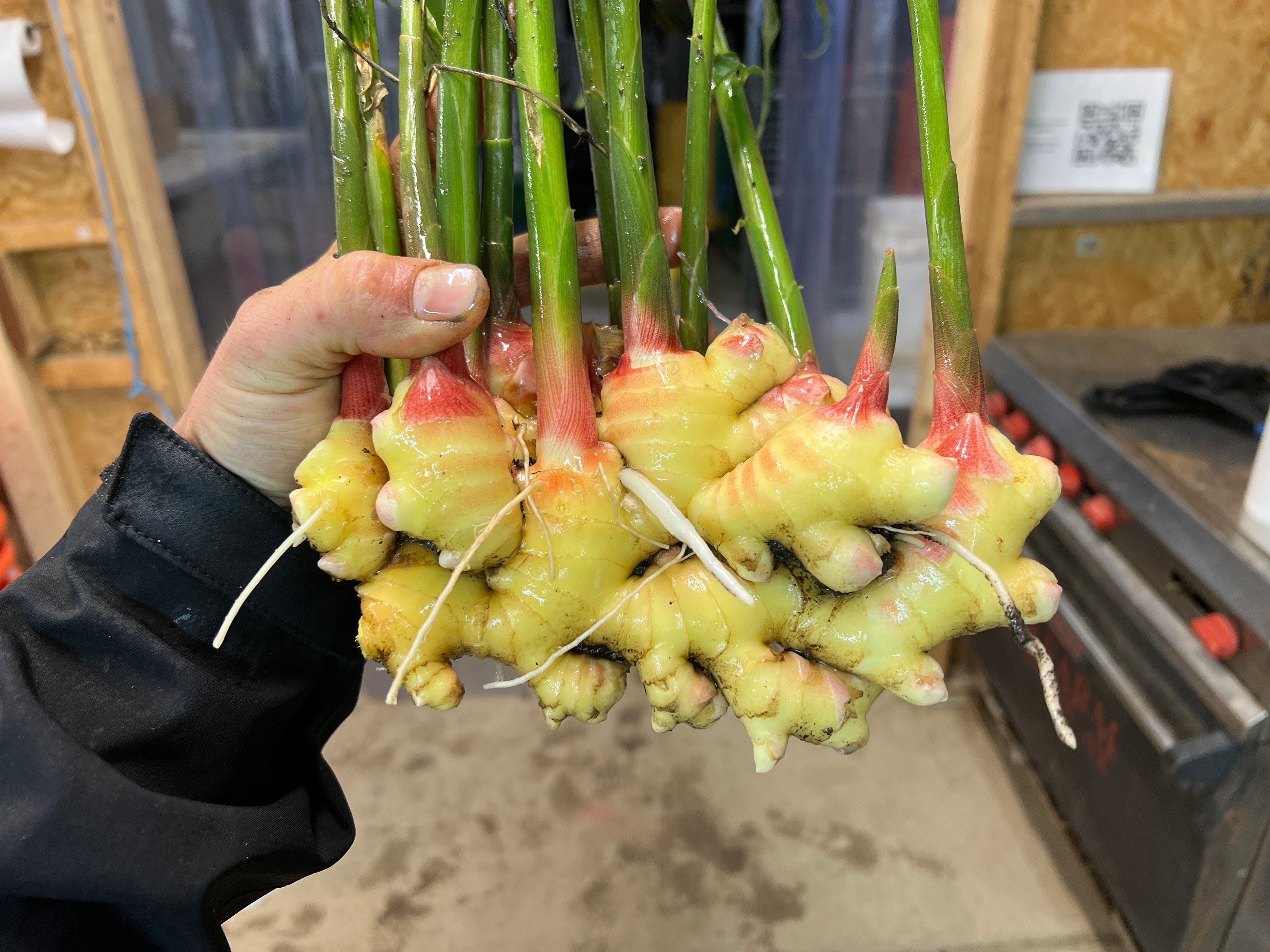 Ginger Seed ~ Full Cases