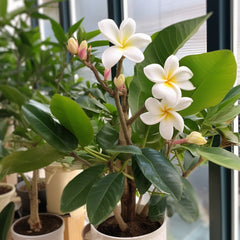 Frangipani - Bakker