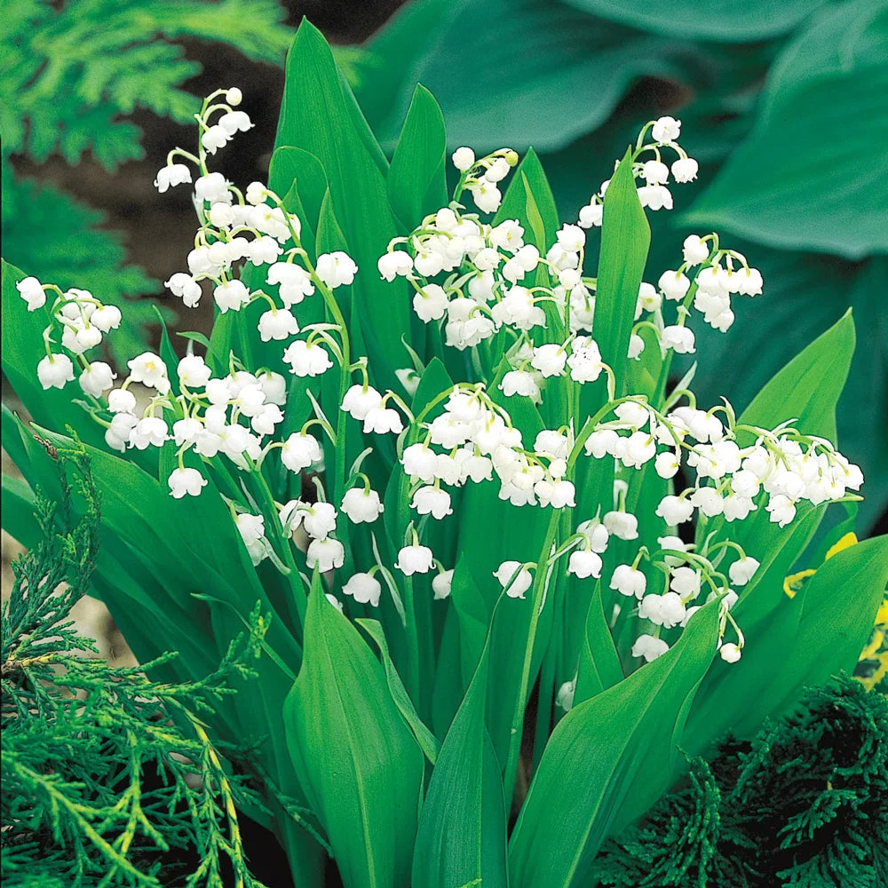 Convallaria majalis (Lily-of-the-Valley)