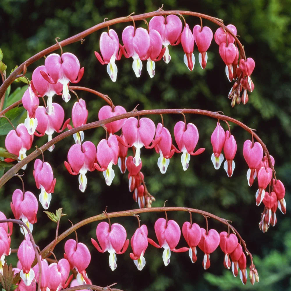 Dicentra spectabilis (Bleeding Hearts)