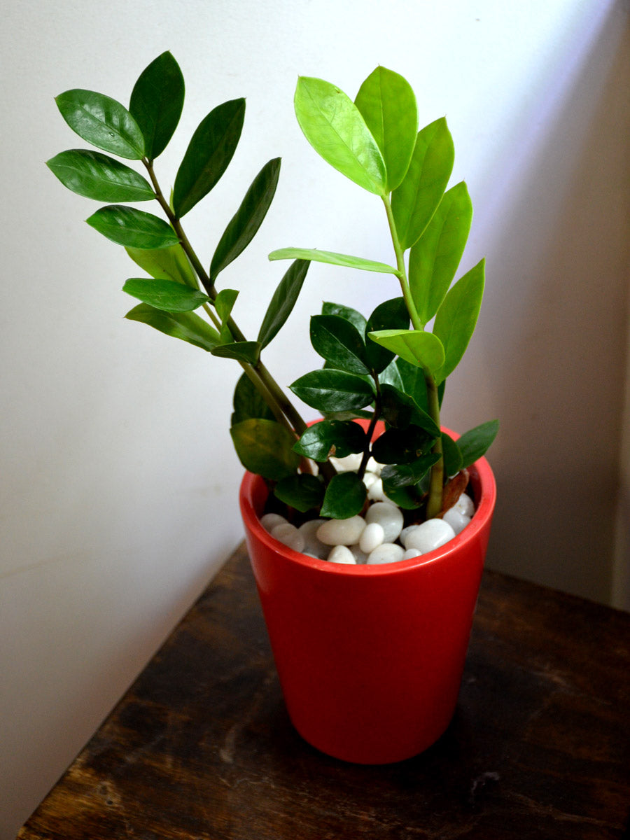 ZZ Plant in Ceramic Pot