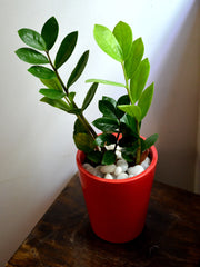 ZZ Plant in Ceramic Pot