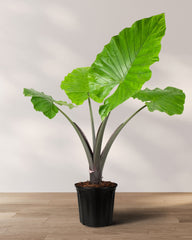 Alocasia Black Stem, Elephant Ears, Live Tropical Plant in a black ribbed plastic grower pot with striking dark charcoal stems and massive, textured bright green leaves, ideal for bright indoor spaces and tropical home decor.