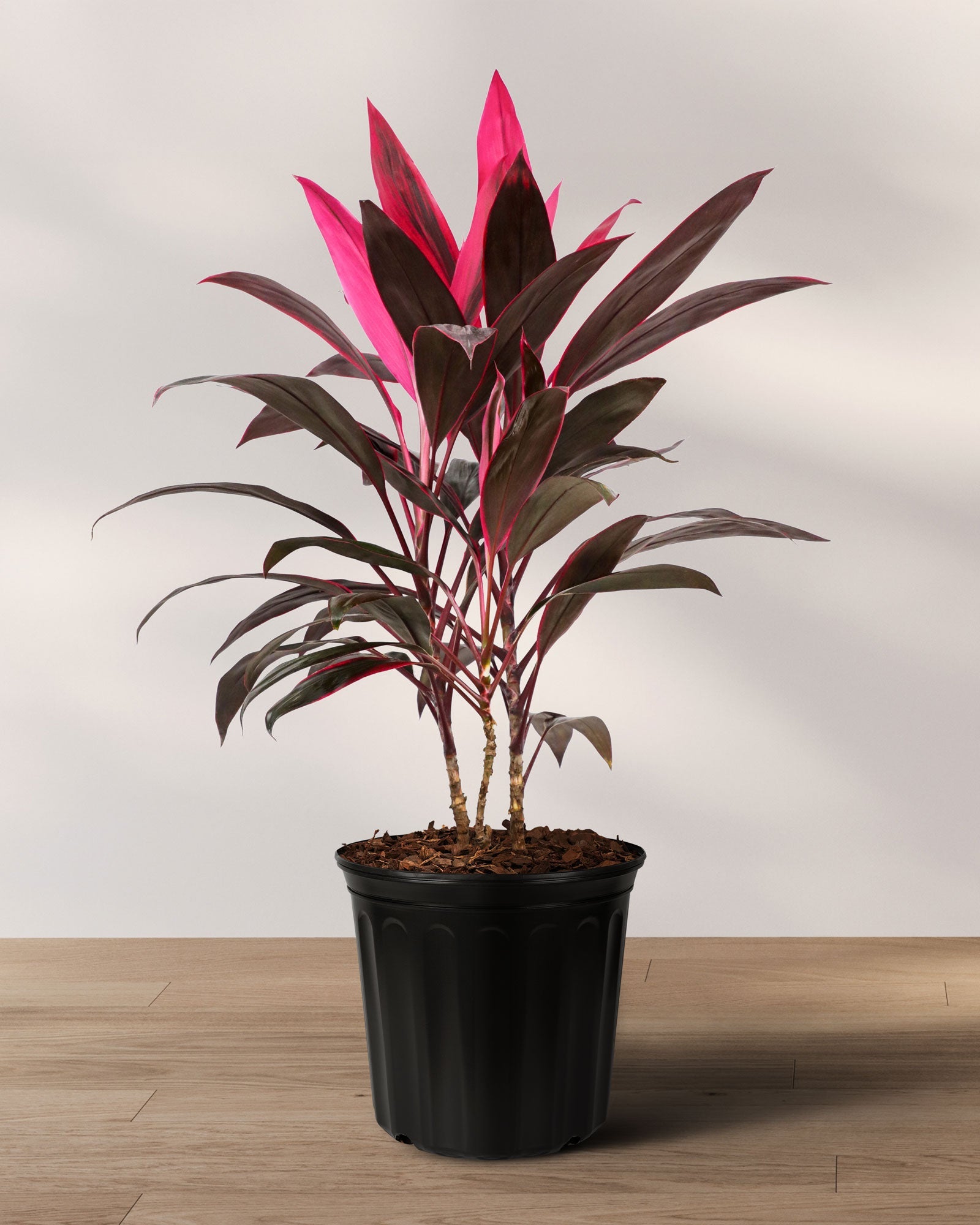 A potted Cordyline Red Sensation plant with deep burgundy leaves with pink edges, placed on a wooden floor against a white background.