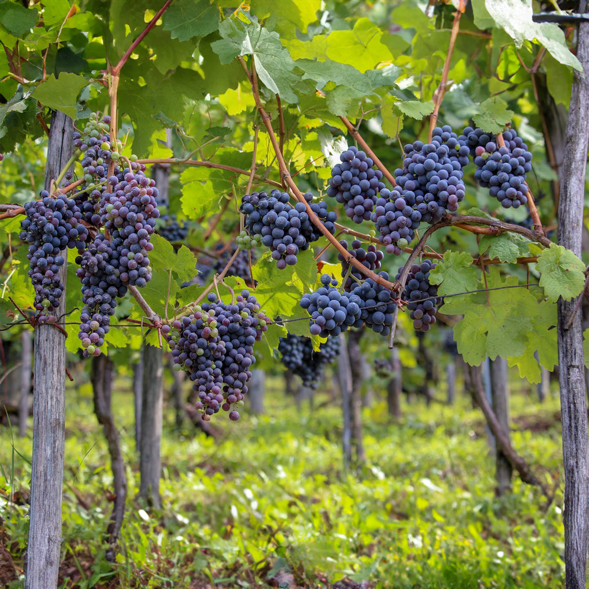 Black Vine Grape Plant ( Pre-Order for August 2026 )