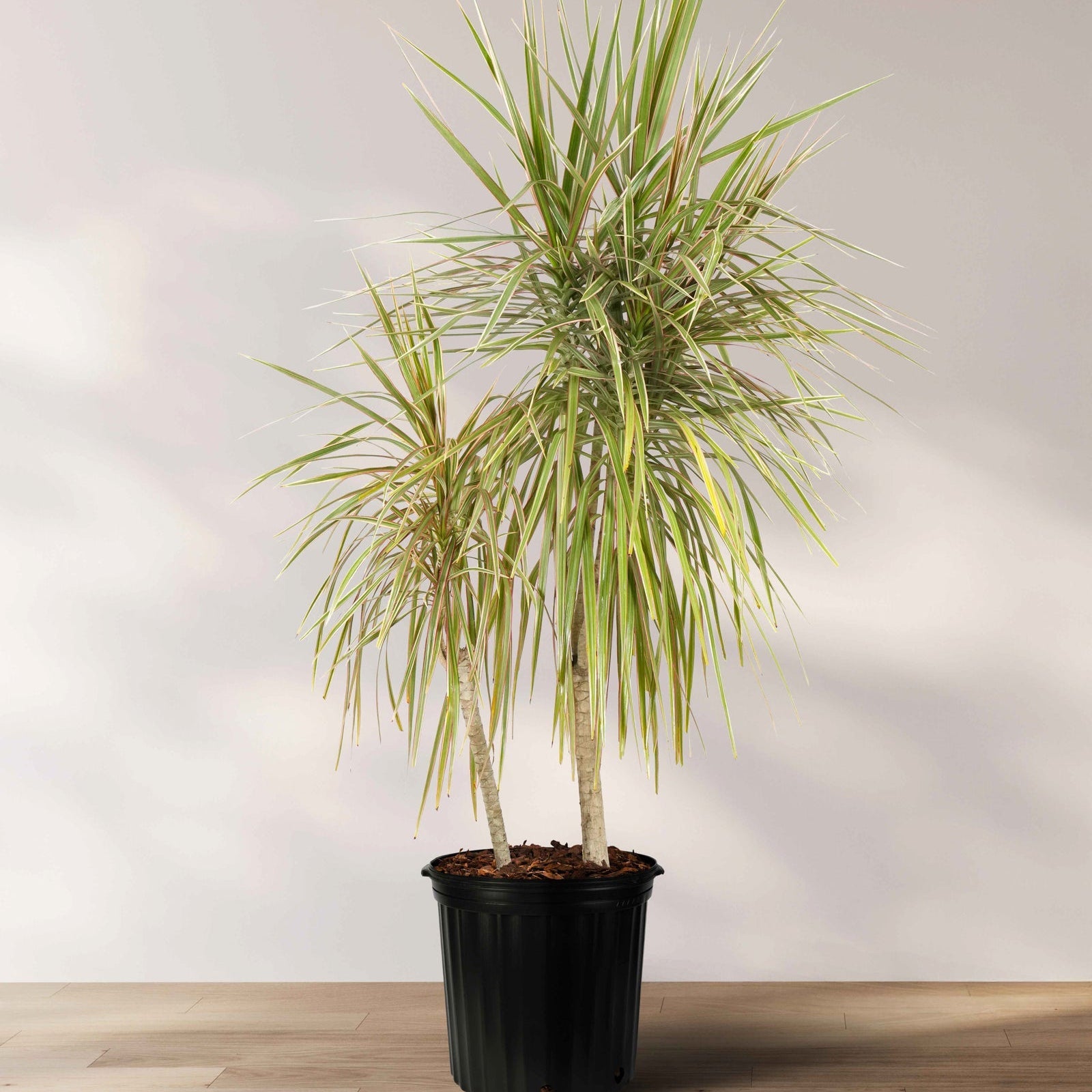 Mature Dracaena Dragon Tree Bicolor, Tree Form in a 3-gallon nursery pot for indoor use to amplify a modern living space or office corner.
