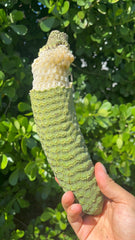 Monstera Deliciosa | (1 Fruit)