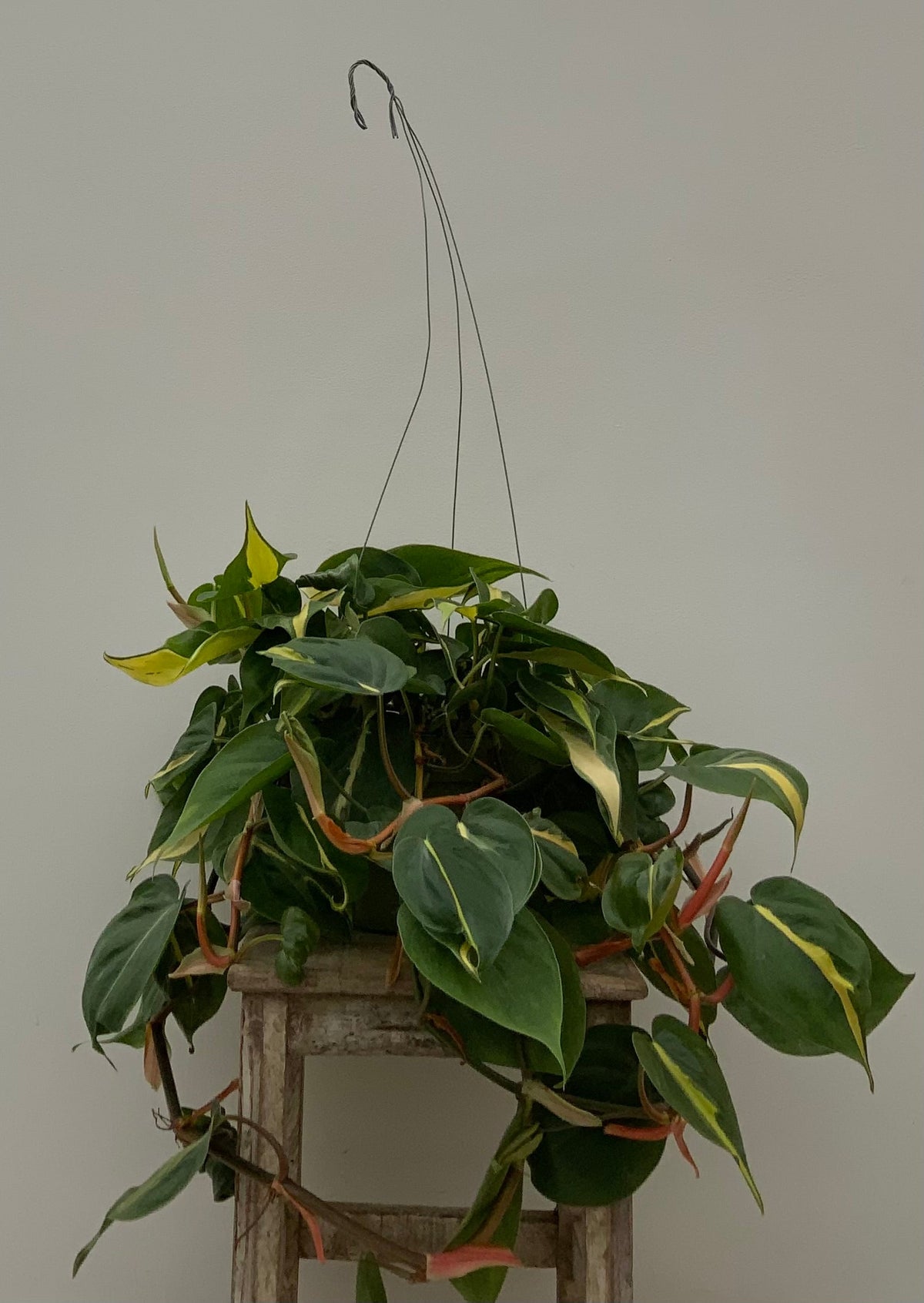 Philodendron 'Brasil'