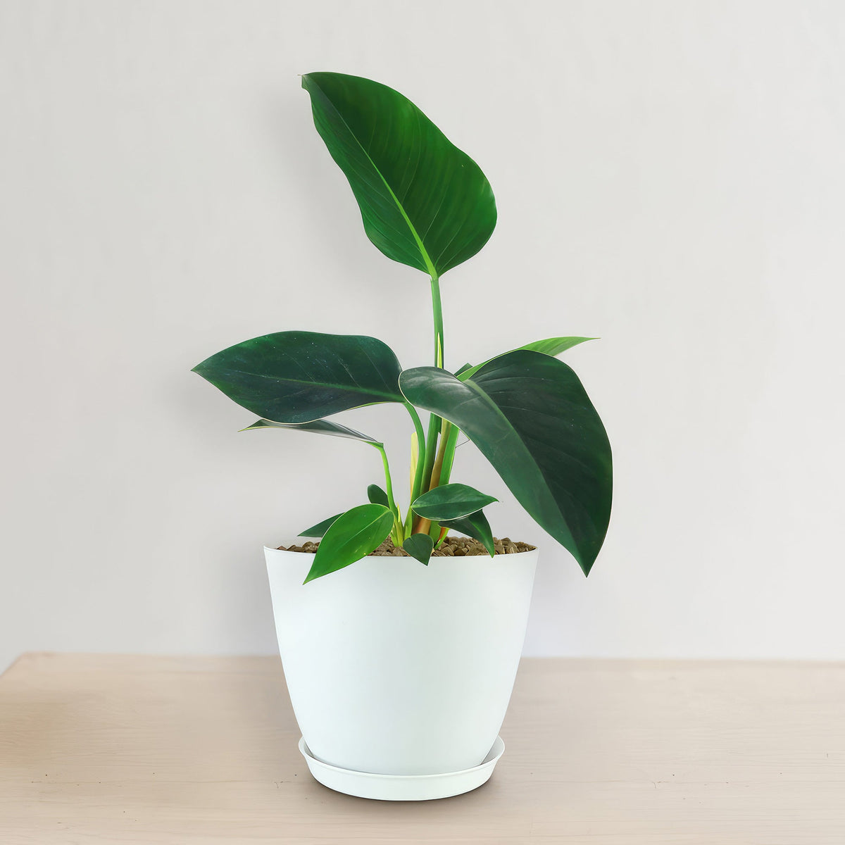 Philodendron ‘Green Congo’ in a white pot, broad glossy green leaves, on light wood against a plain white background; air purifying plant.