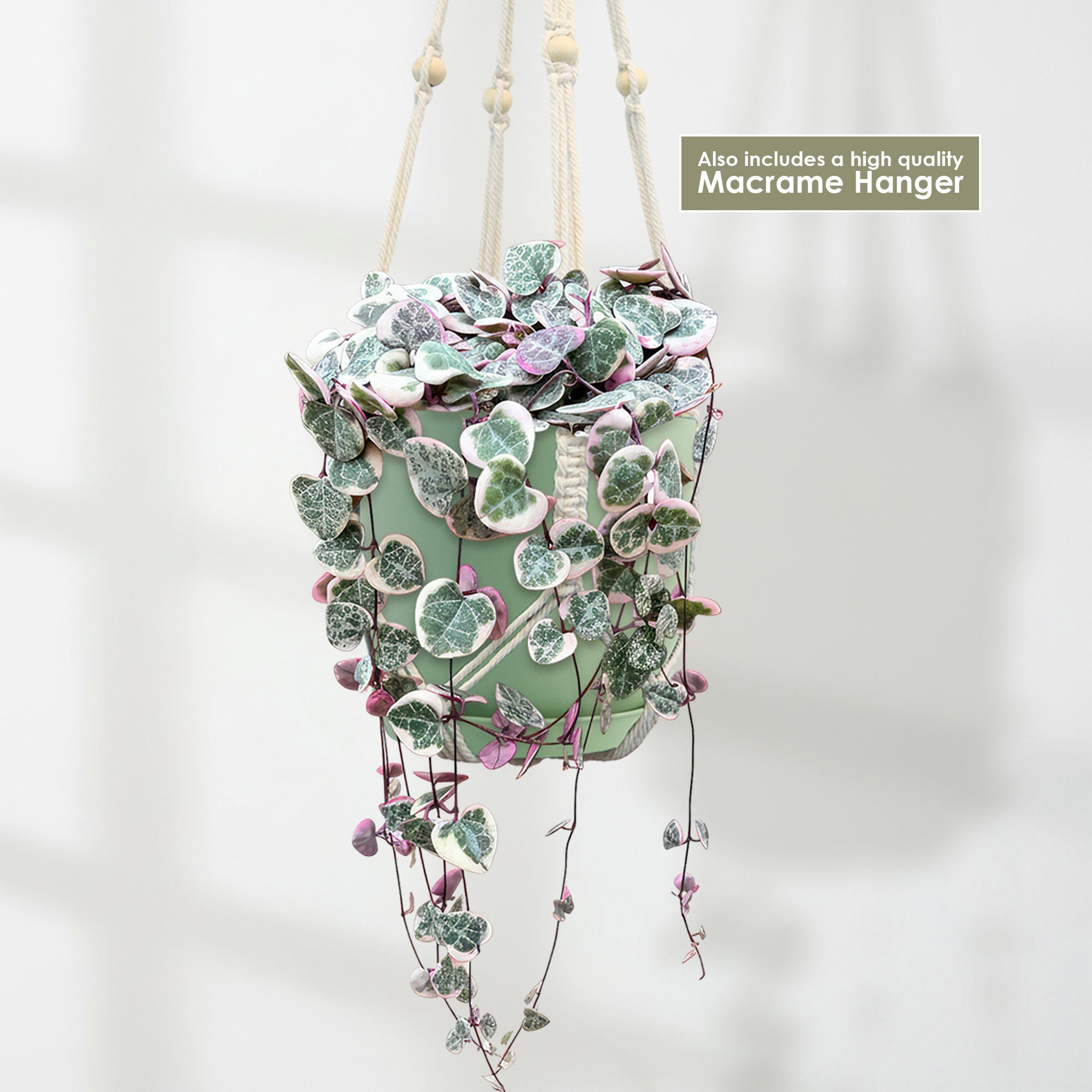 Variegated String of Hearts in a pale green pot, hanging from a cream macramé hanger. Includes high quality Macrame Hanger.