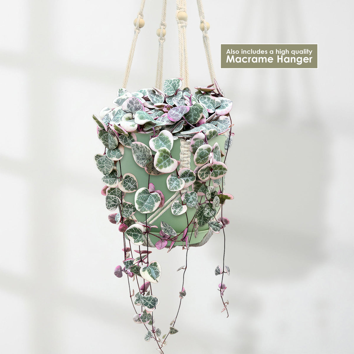 Variegated String of Hearts in a pale green pot, hanging from a cream macramé hanger. Includes high quality Macrame Hanger.
