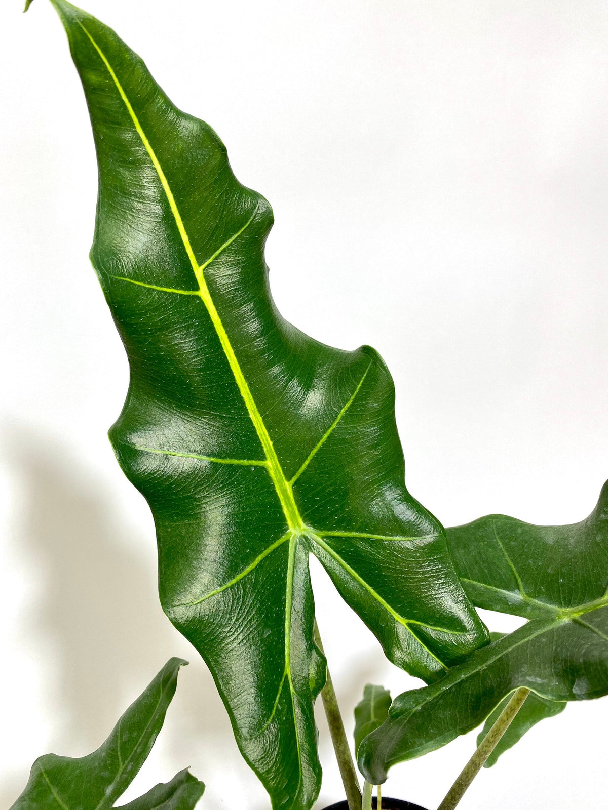 Alocasia Sarian, Live Tropical Plant in grower pot with glossy, upward-pointing dark green arrowhead leaves and a vibrant lime-green center vein, ideal for bright indoor spaces and tropical home decor.