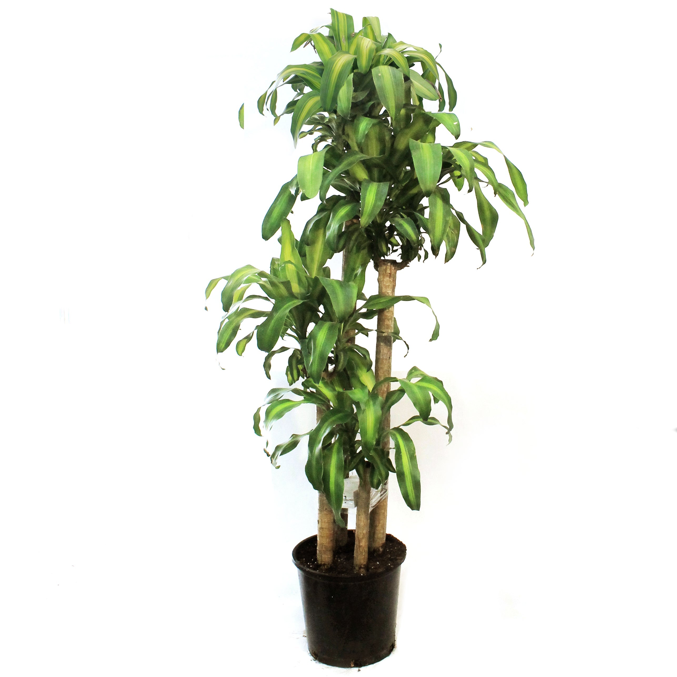 Dracaena, 14in, Mass Cane 5/4/3/2