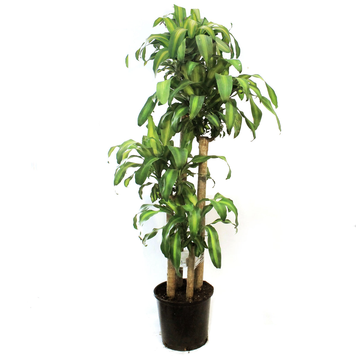 Dracaena, 14in, Mass Cane 5/4/3/2