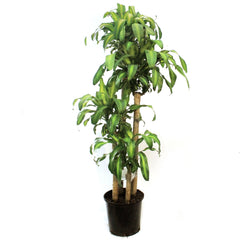 Dracaena, 14in, Mass Cane 5/4/3/2