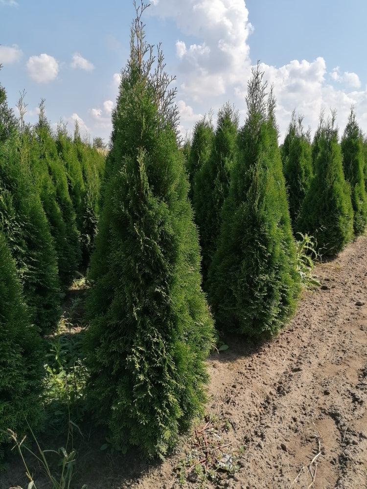 Lebensbaum Thuja occidentalis Smaragd 140-160 cm Höhe Ballenware - Heckenpflanzen Thelen